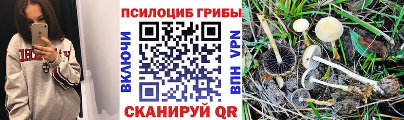 Псилоцибиновые грибы прущие грибы  Ачхой-Мартан 